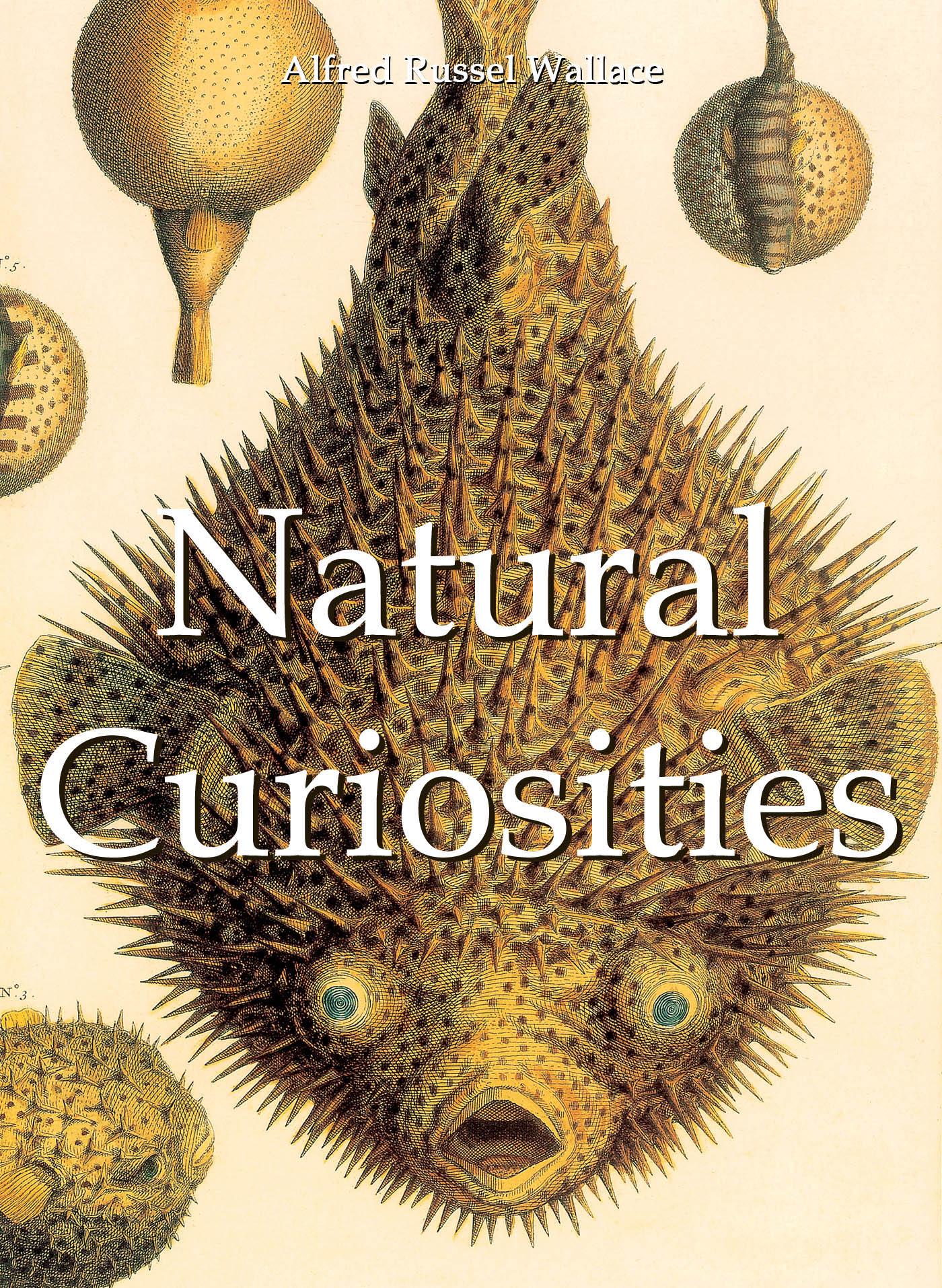 NATURAL CURIOSITIES