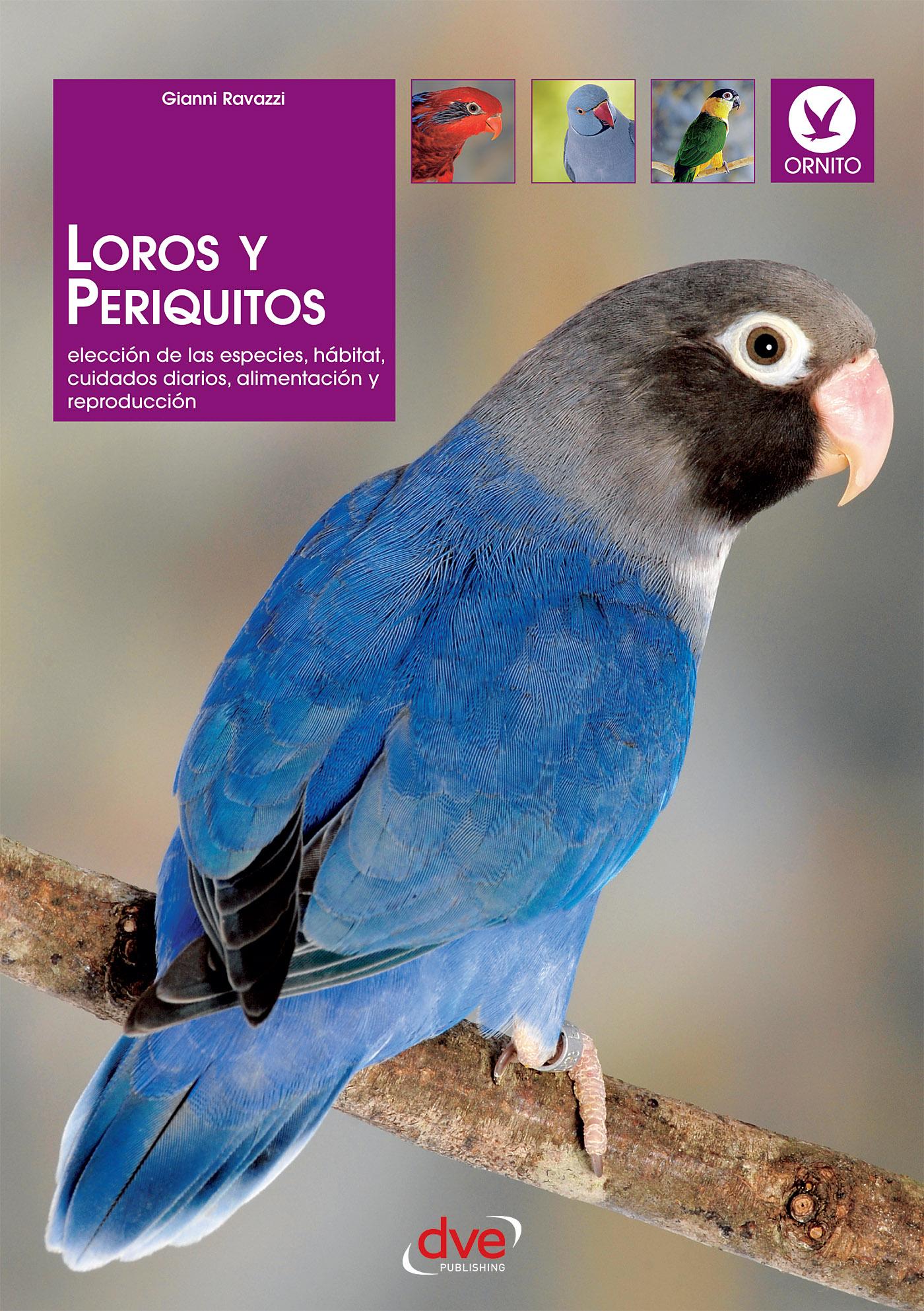 LOROS Y PERIQUITOS