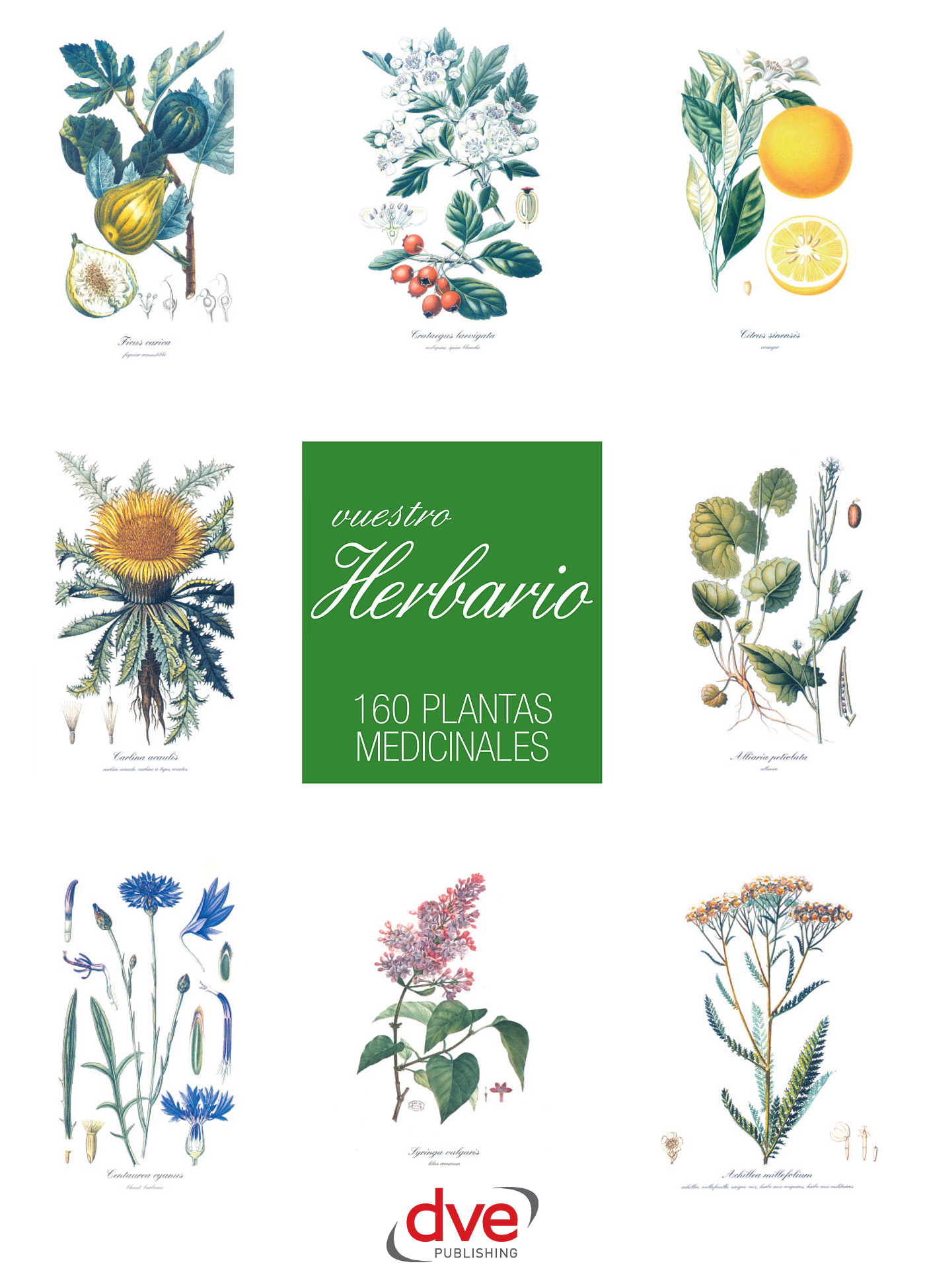 VUESTRO HERBARIO. 160 PLANTAS MEDICINALES