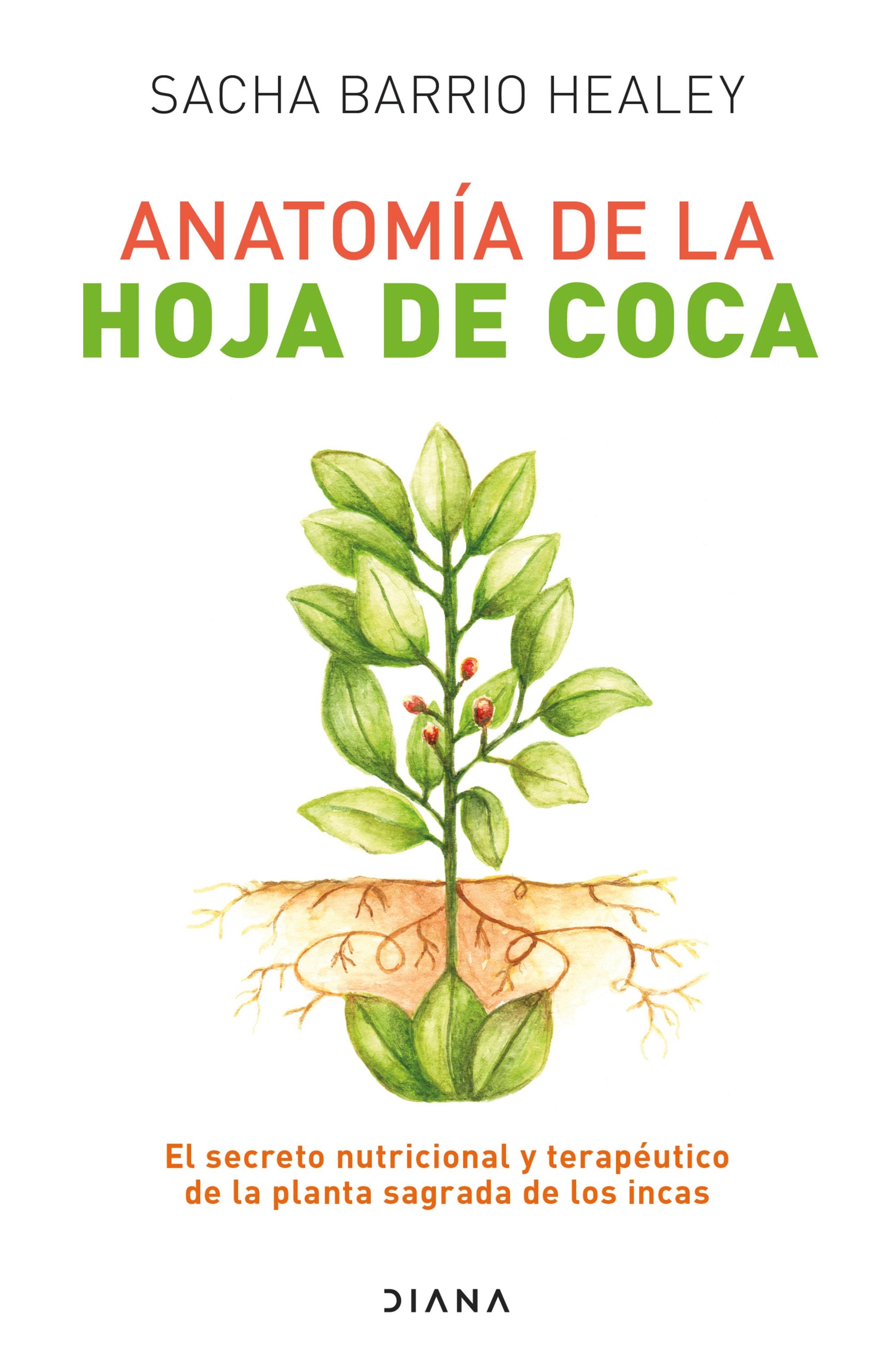 ANATOMY OF THE COCA LEAF