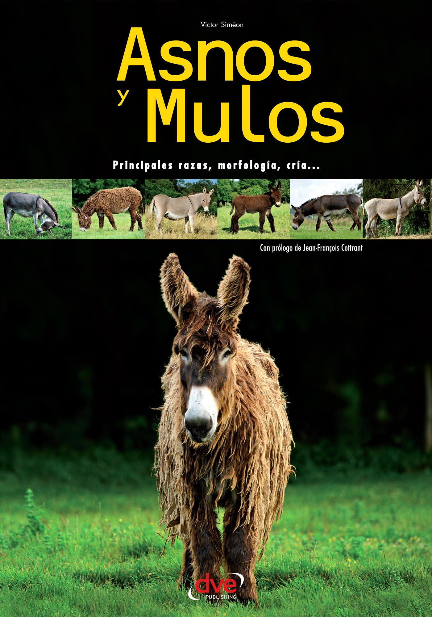ASNOS Y MULOS