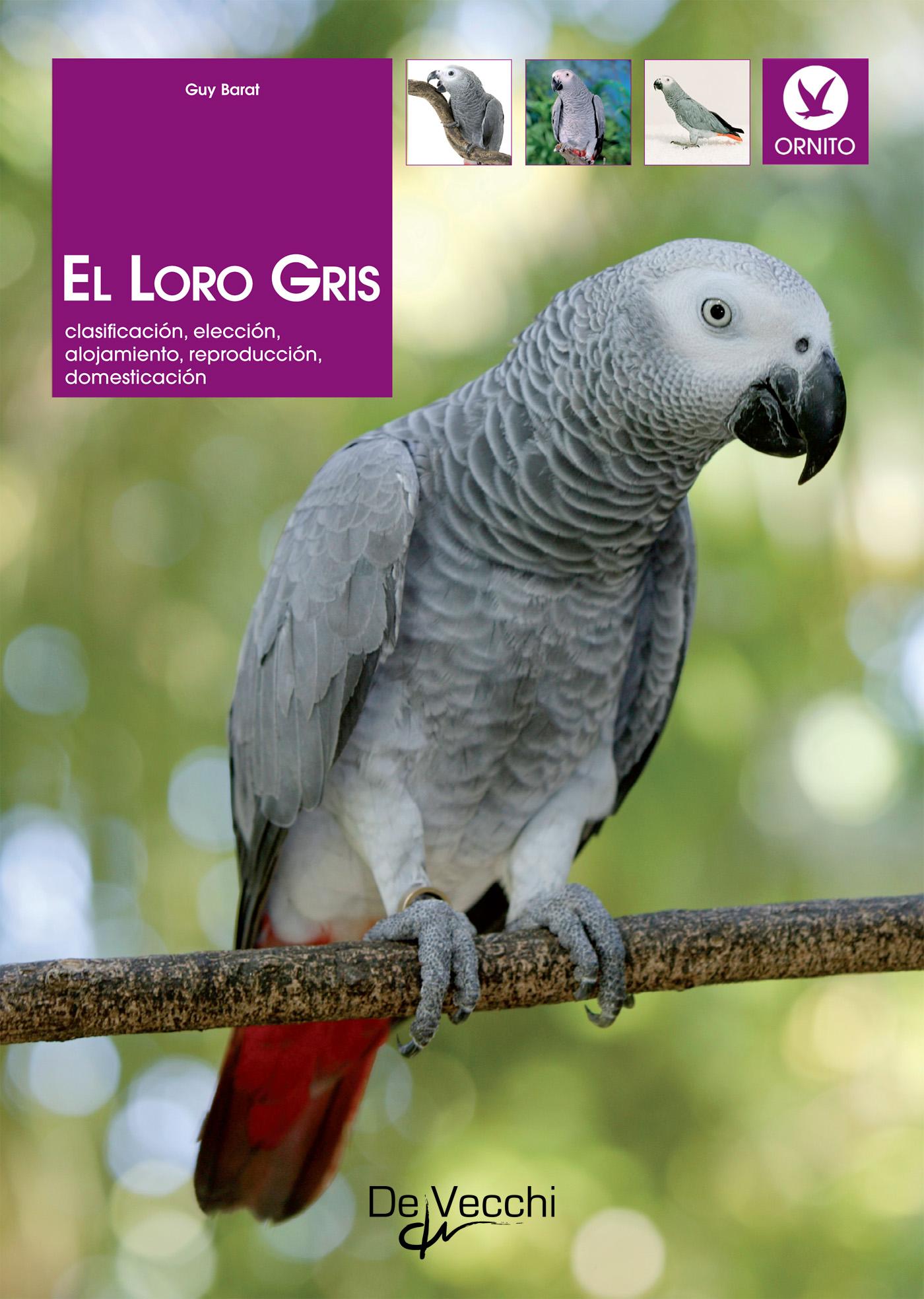 EL LORO GRIS