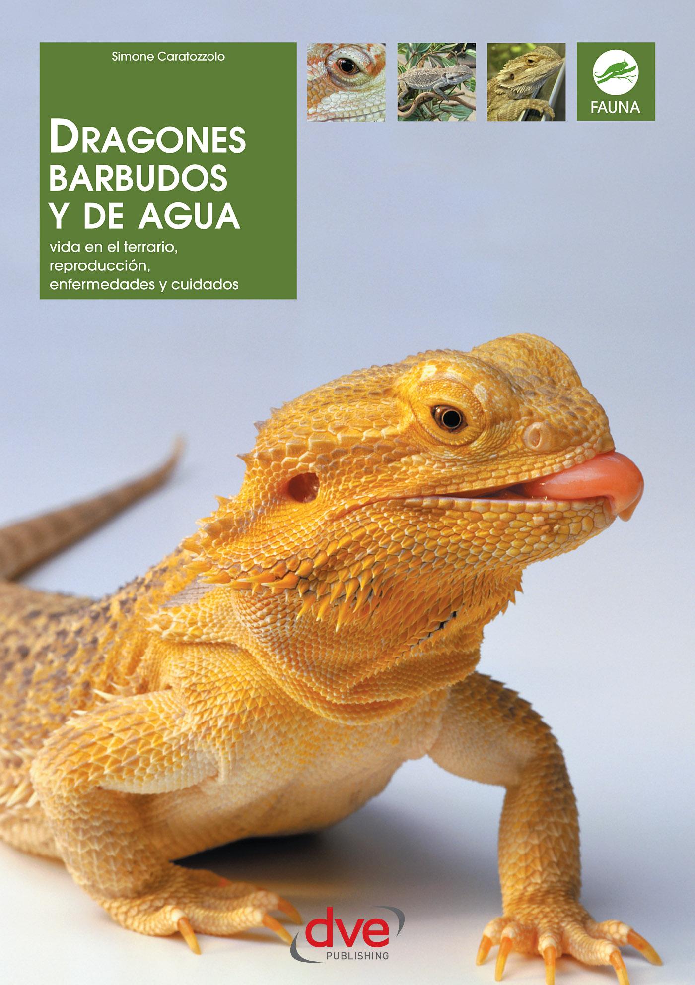DRAGONES BARBUDOS Y DE AGUA