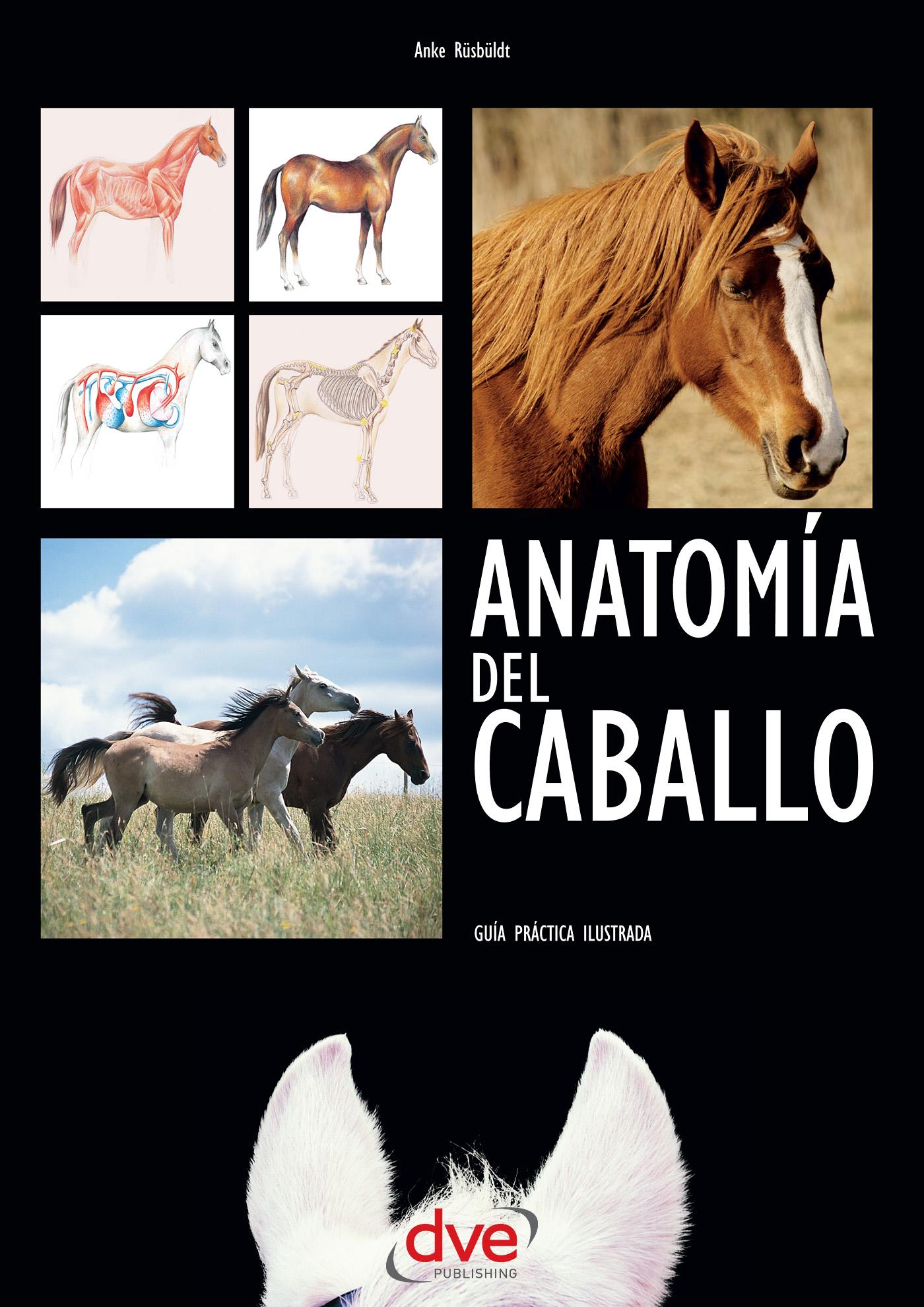 ANATOMÍA DEL CABALLO: GUÍA PRÁCTICA ILUSTRADA