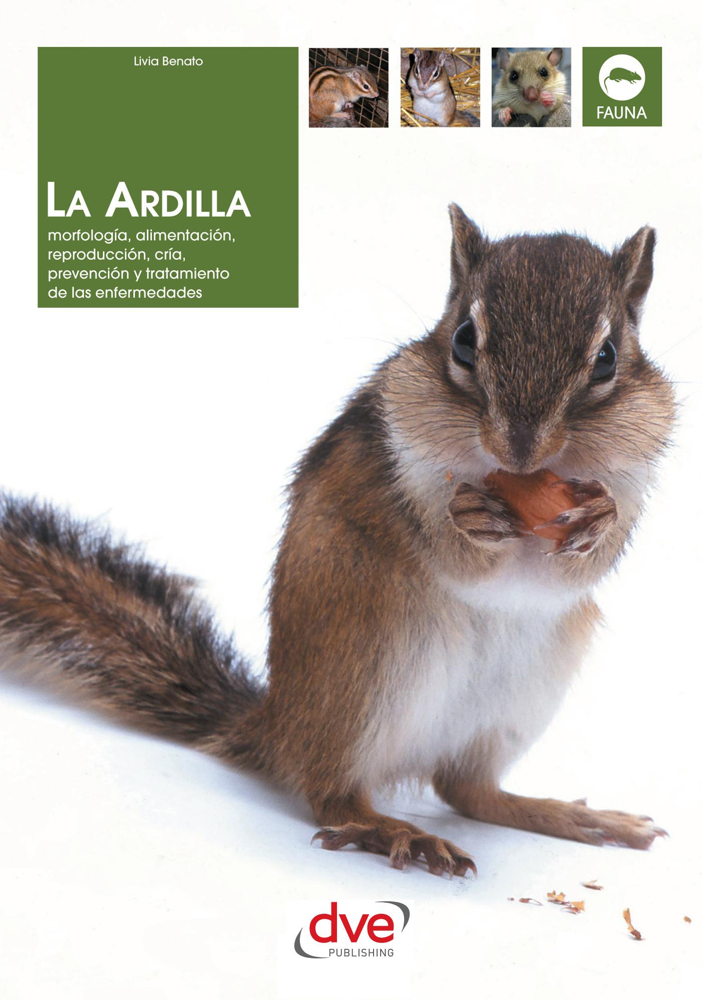 LA ARDILLA